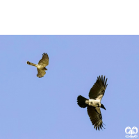 گونه قرقی Eurasian Sparrowhawk